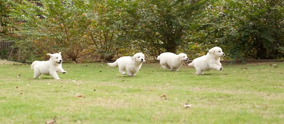 White Golden Retriever Puppies Running