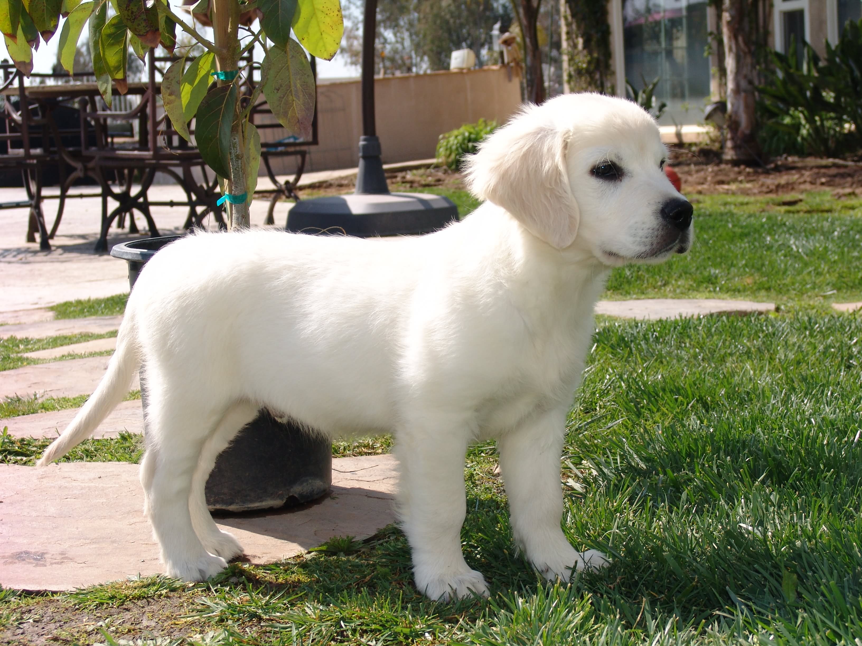 White Golden Retriever Puppy Image