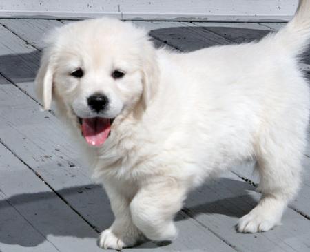 White Golden Retriever Puppy Picture