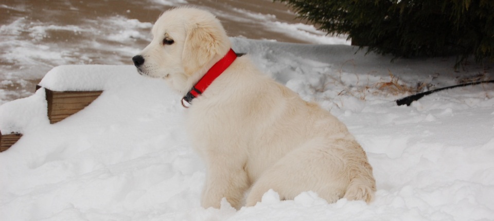 White Golden Retriever Puppy Sitting On Snow