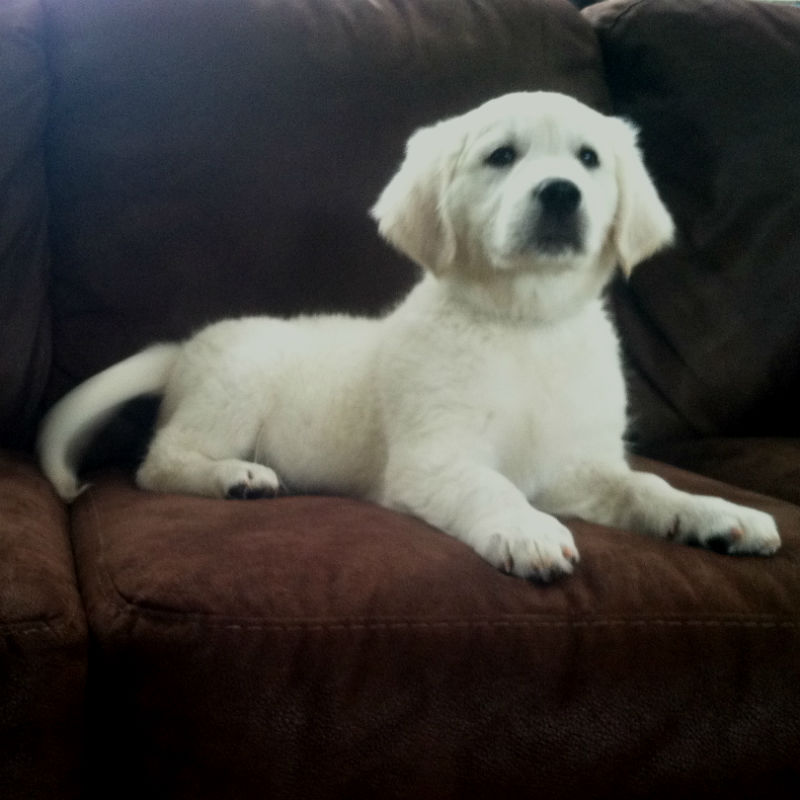 White Golden Retriever Puppy Sitting On Sofa