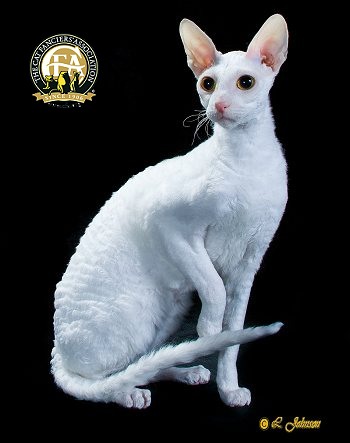 White Less Hair Cornish Rex Cat Sitting