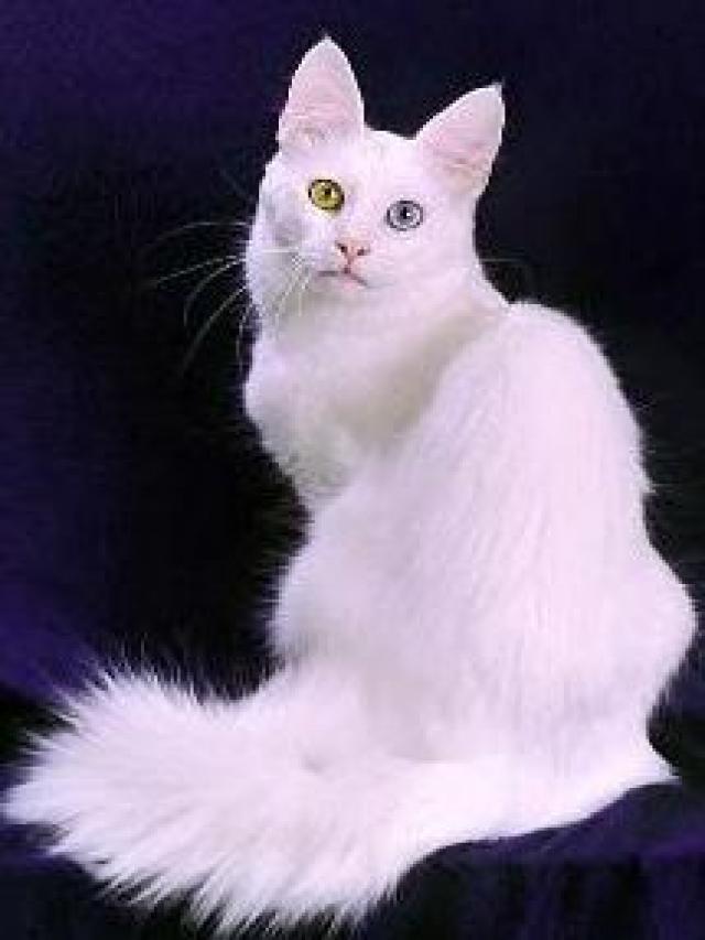 White Odd Eyes Turkish Angora Cat Sitting