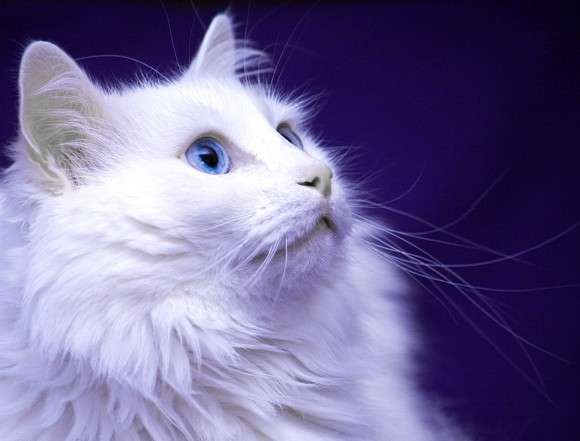 White Turkish Angora Cat Face