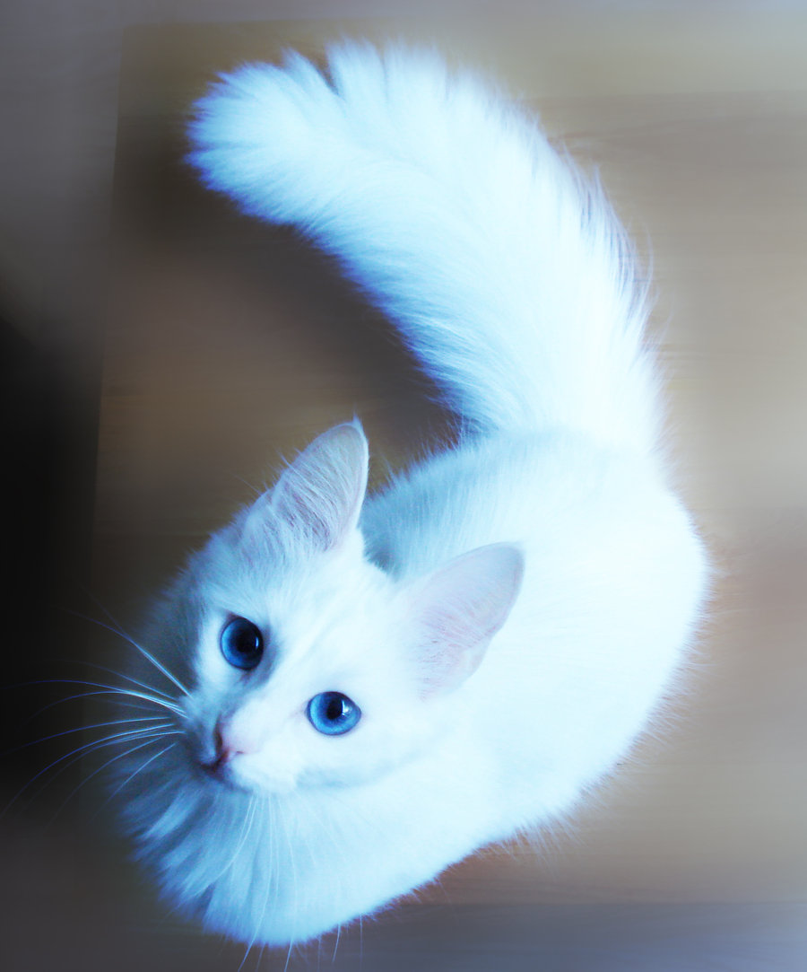 White Turkish Angora Cat Looking At Camera