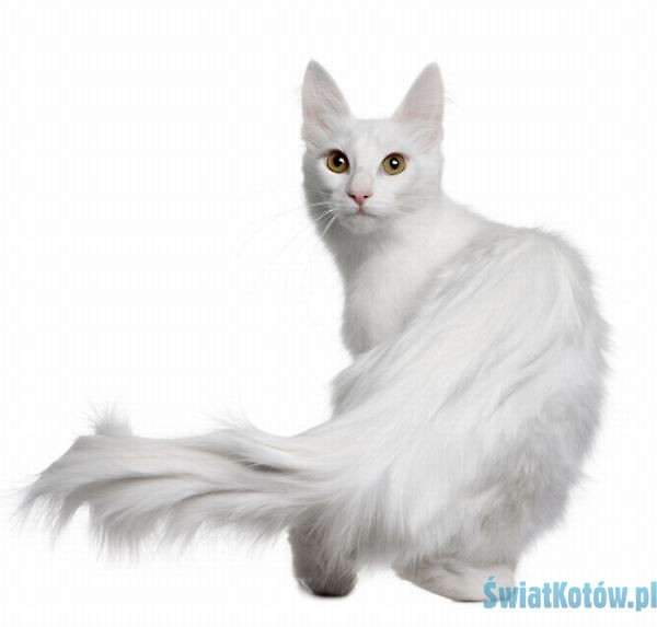 White Turkish Angora Cat Looking Back