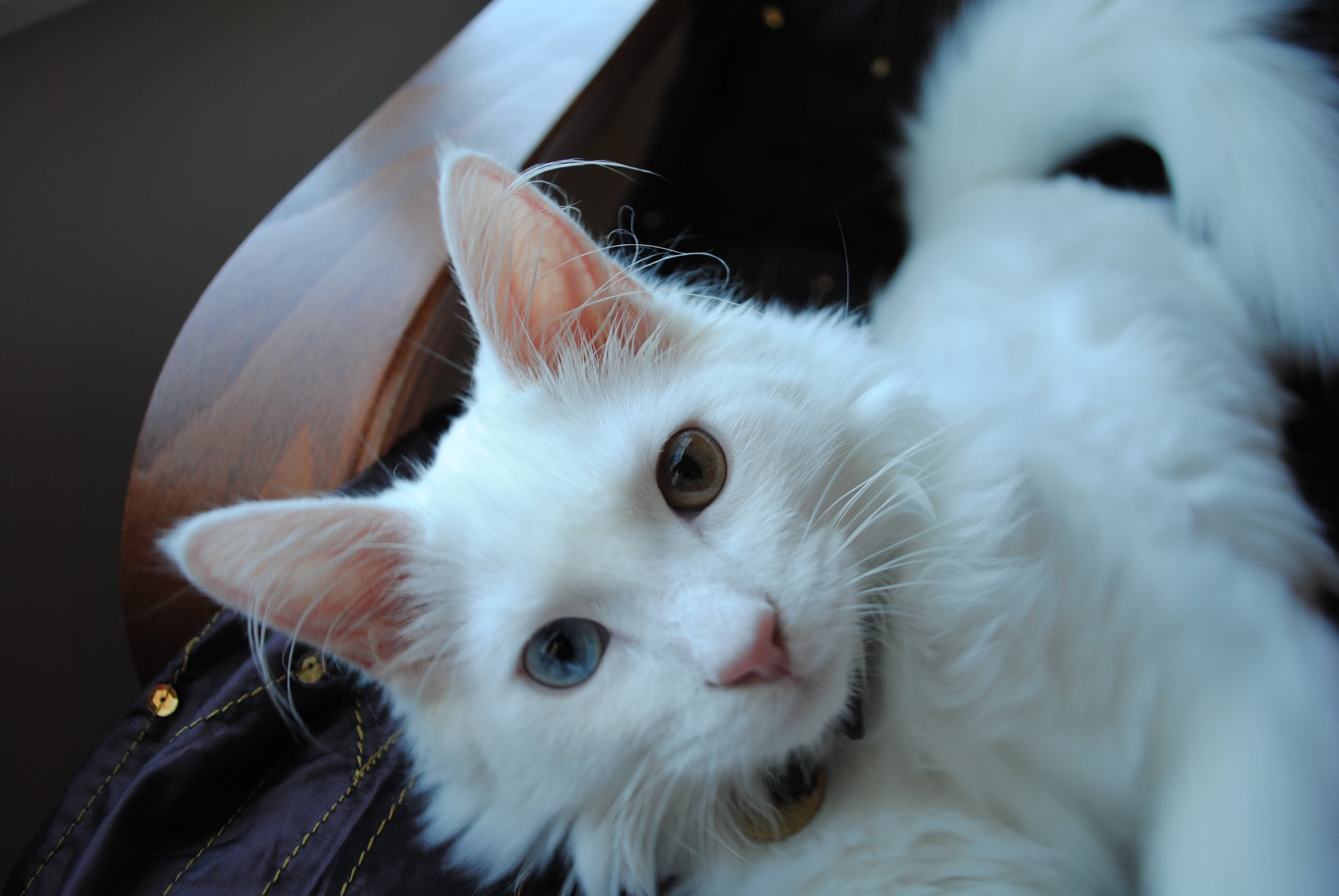 White Turkish Angora Cat Looking Up