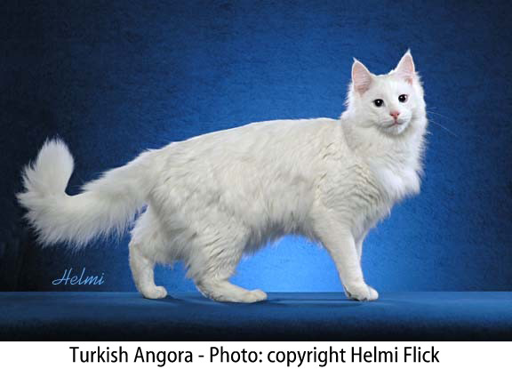 White Turkish Angora Cat Picture