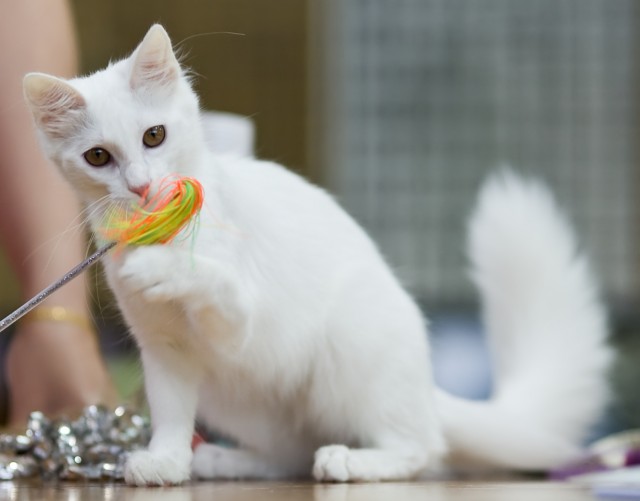 White Turkish Angora Cat Playing