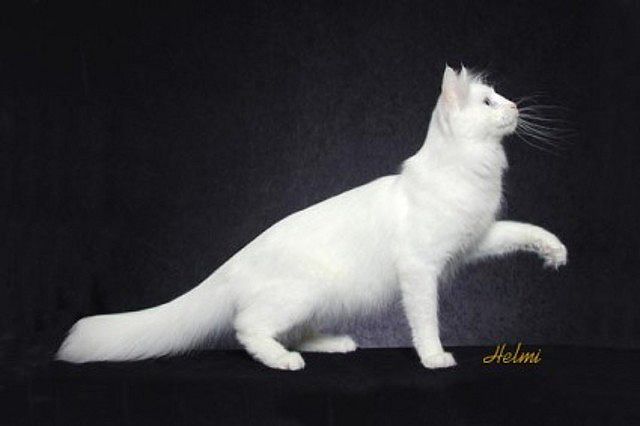 White Turkish Angora Cat Ready To Jump