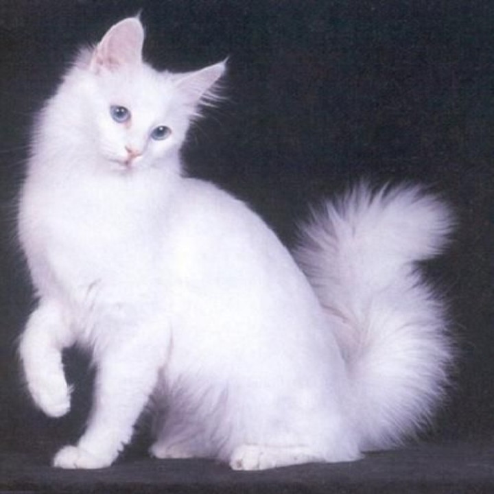 White Turkish Angora Cat Sitting Image