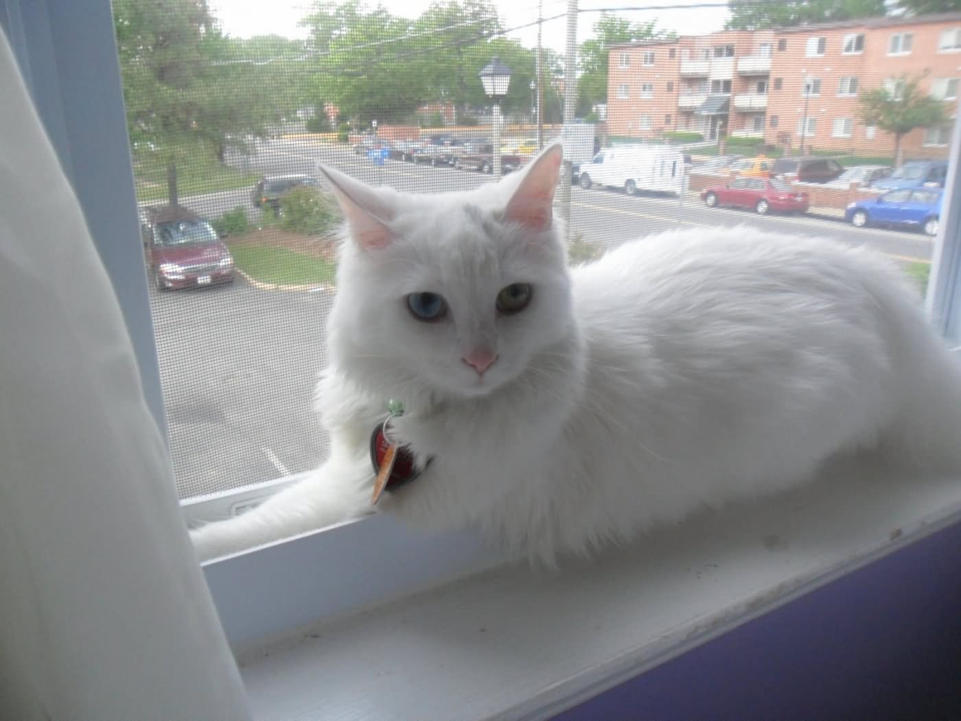 White Turkish Angora Cat Sitting In Window