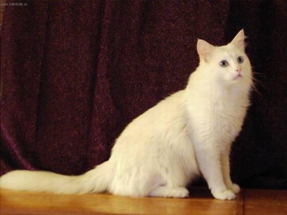 White Turkish Angora Cat Sitting On Floor