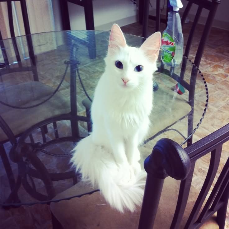 White Turkish Angora Cat Sitting On Glass Table