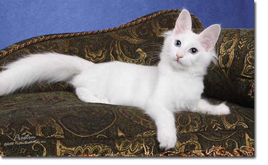 White Turkish Angora Cat Sitting On Sofa