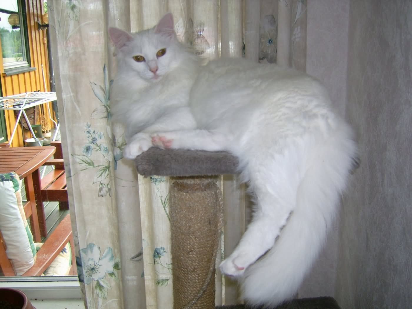 White Turkish Angora Cat Sitting On Table