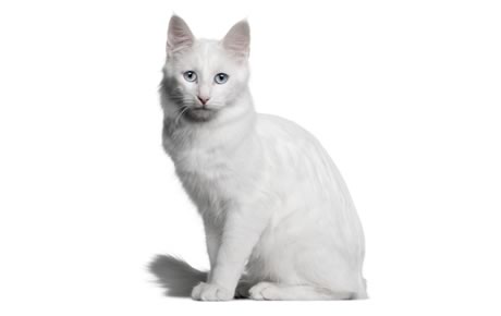 White Turkish Angora Cat Sitting Picture
