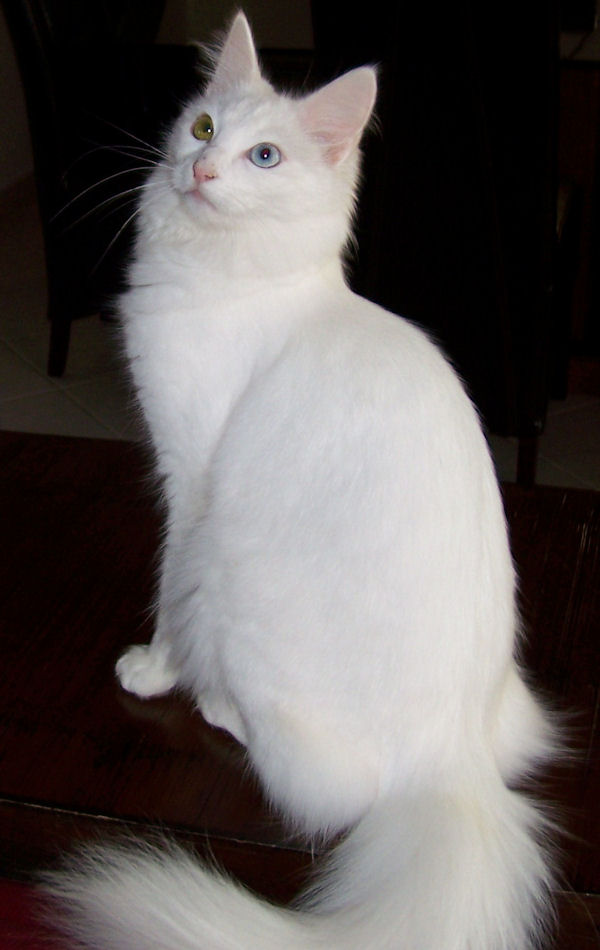 White Turkish Angora Cat With Big Tail