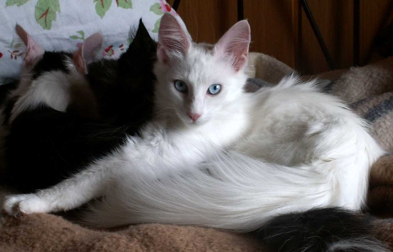 White Turkish Angora Cat With Blue Eyes Sitting On Bed