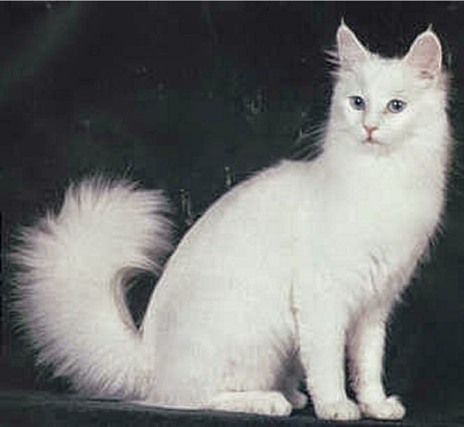 White Turkish Angora Cat With Hairy Tail