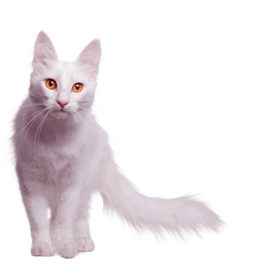 White Turkish Angora Cat With Orange Eyes