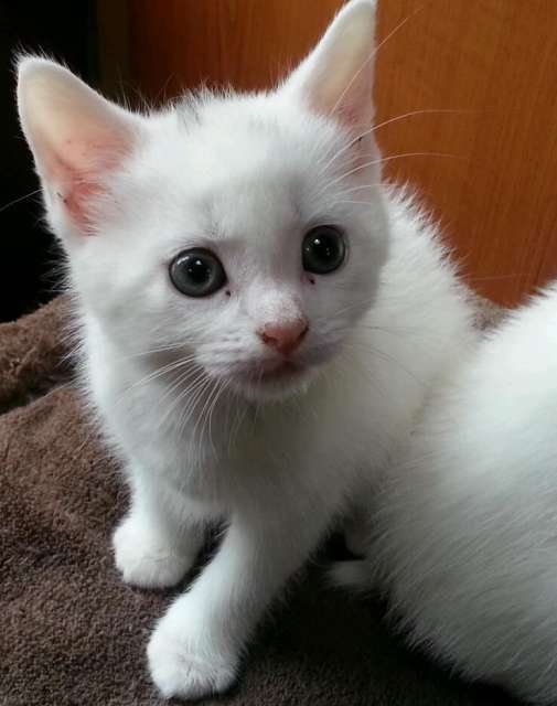 White Turkish Angora Kitten Looking Up