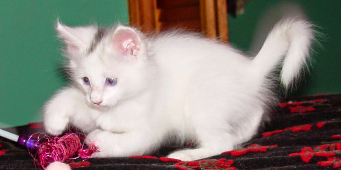 White Turkish Angora Kitten Playing