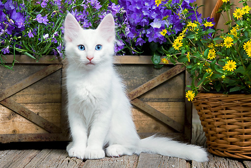 White Turkish Angora Kitten Sitting Near Flowers