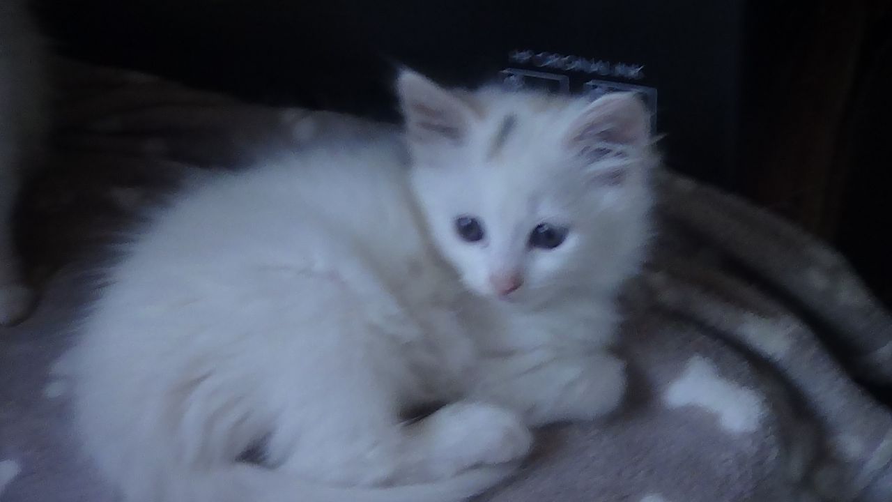 White Turkish Angora Kitten Sitting