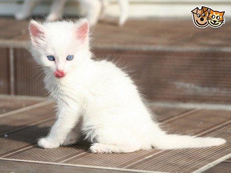 White Turkish Angora Kitten With Tongue Out