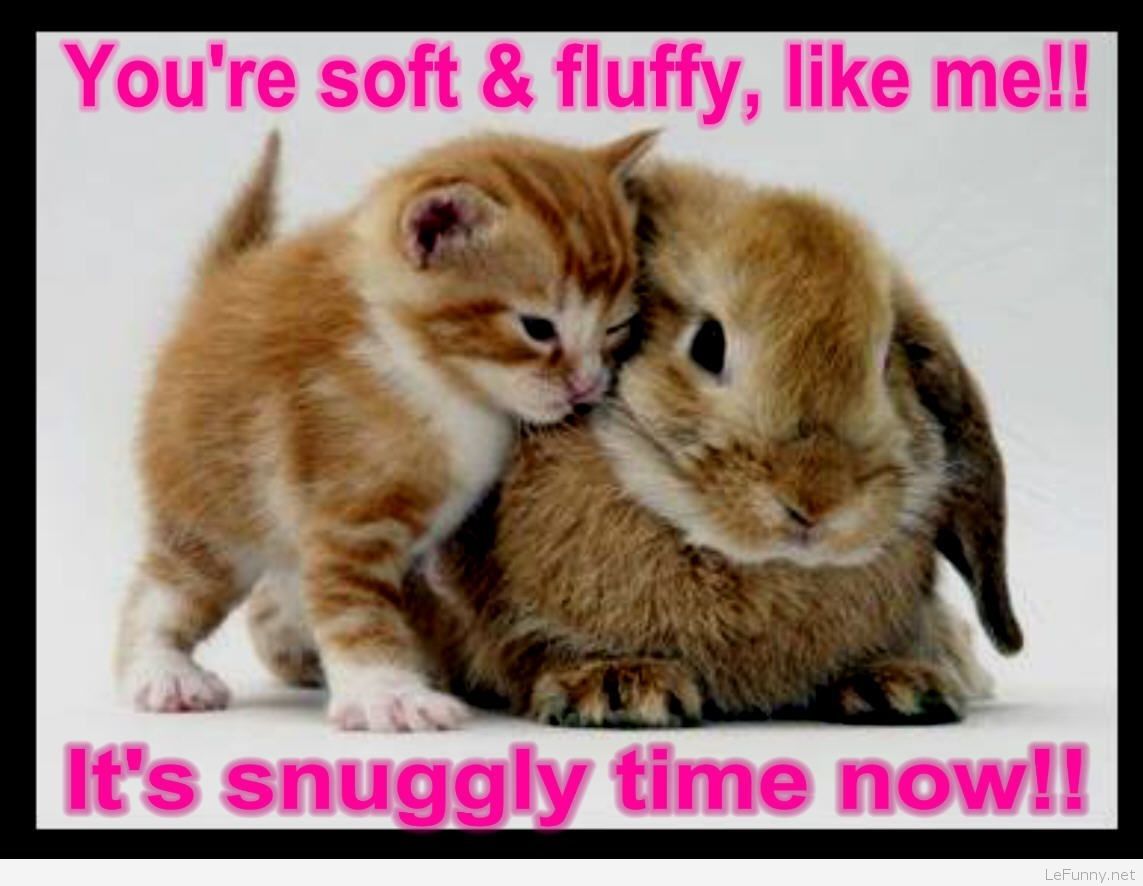 You Are So Soft And Fluffy Like Me Funny Cat And Bunny