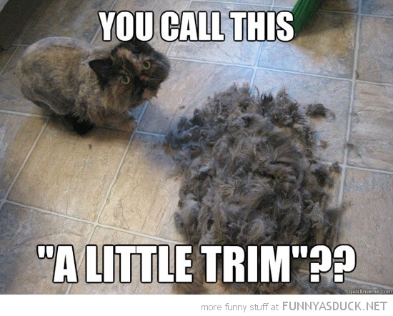 You Call This A Little Trim Funny Shaved Cat Meme