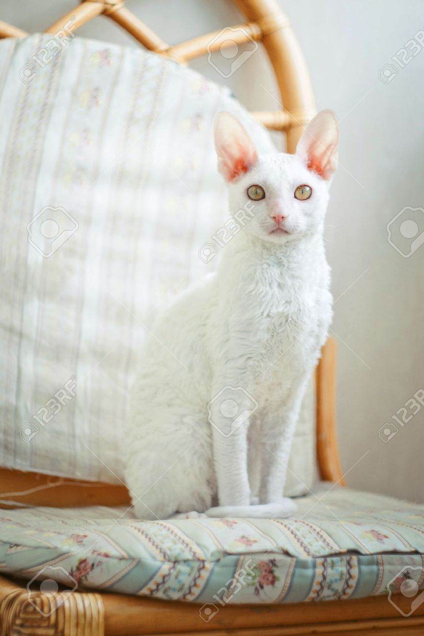 Young White Cornish Rex Cat Sitting On Table