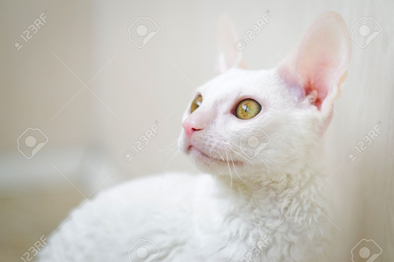 Young White Cornish Rex Cat