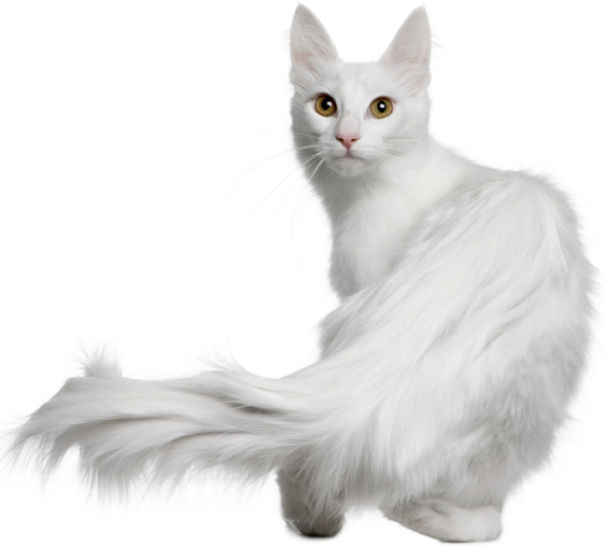 Young White Turkish Angora Cat