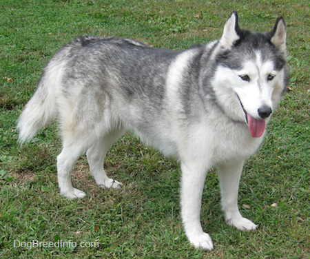 5 Years Old Siberian Husky Dog Standing In Park