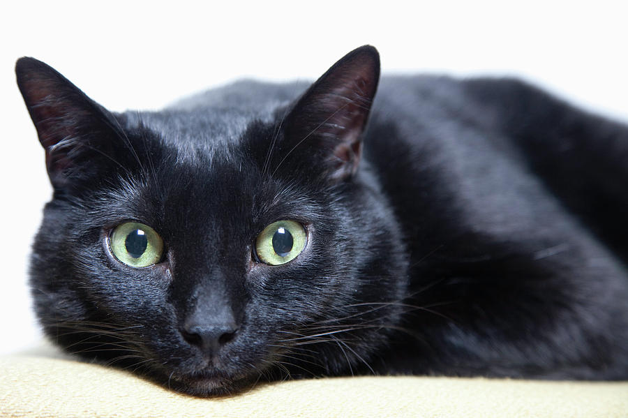 Beautiful Black Bombay Cat  With Yellow Eyes