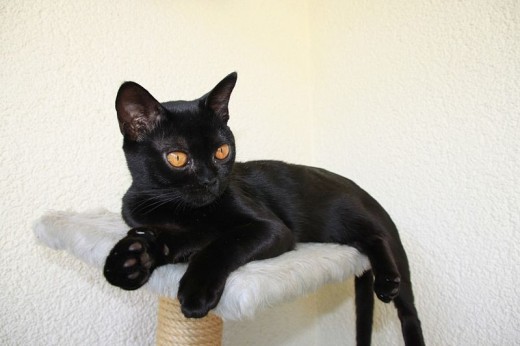 Adult Bombay Cat Sitting On Table