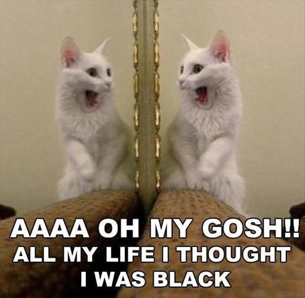 All My Life I Thought I Was Black Funny Cat Looking In Mirror