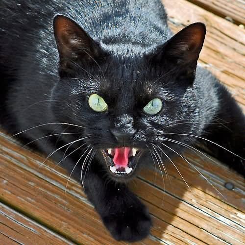 Angry Black Bombay Cat