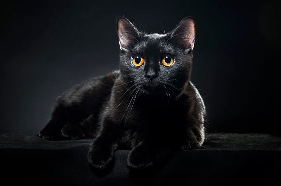 Awesome Black Bombay Cat Sitting