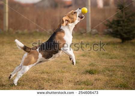 Beagle Dog Catching Ball