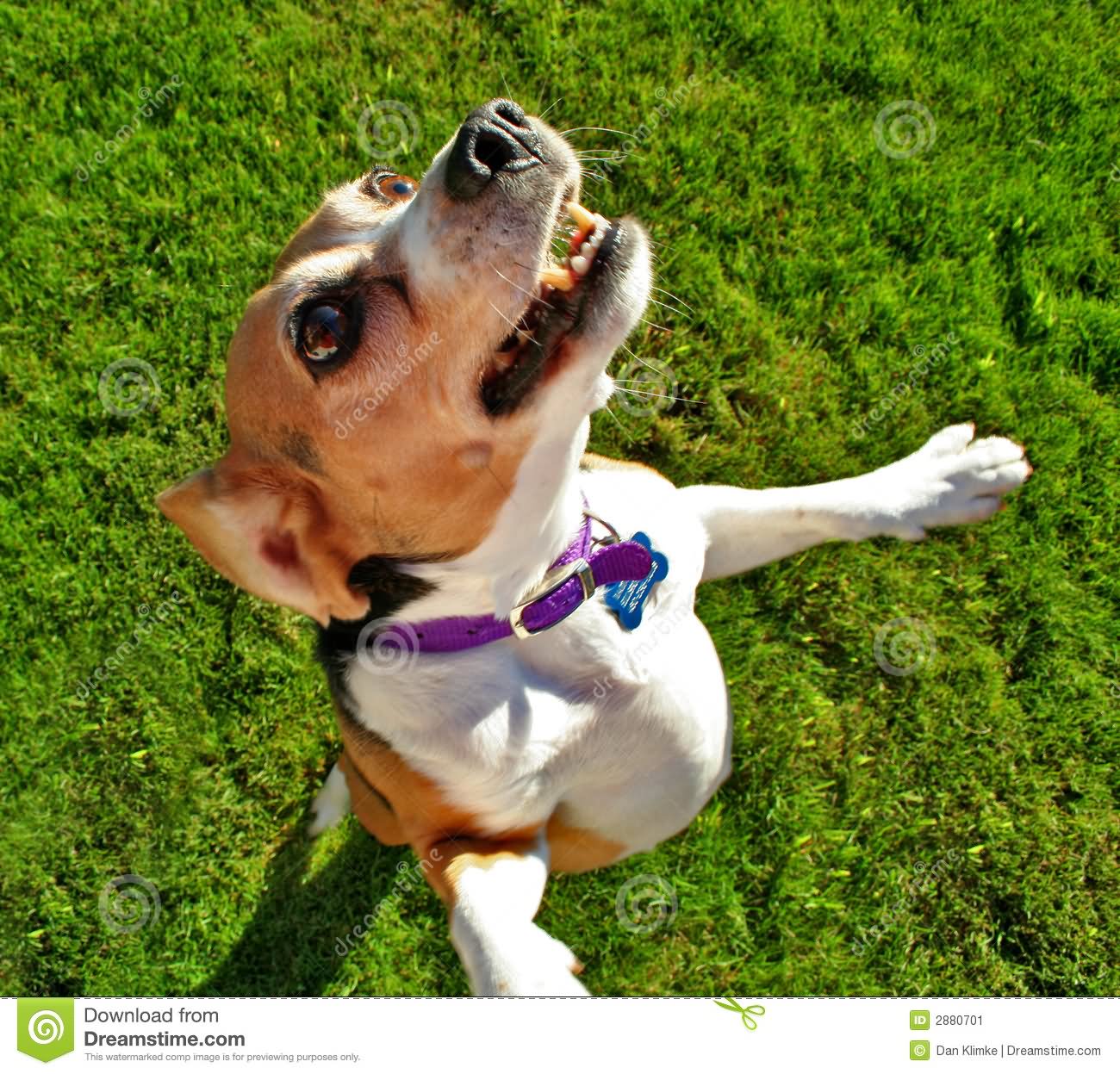 Beagle Dog Jumping Up