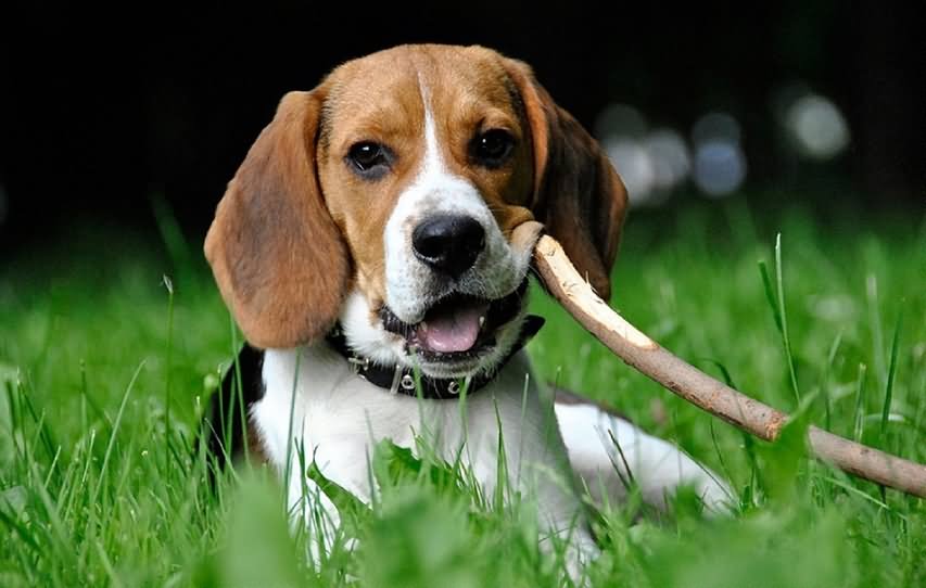 Beagle Dog Playing With Stick