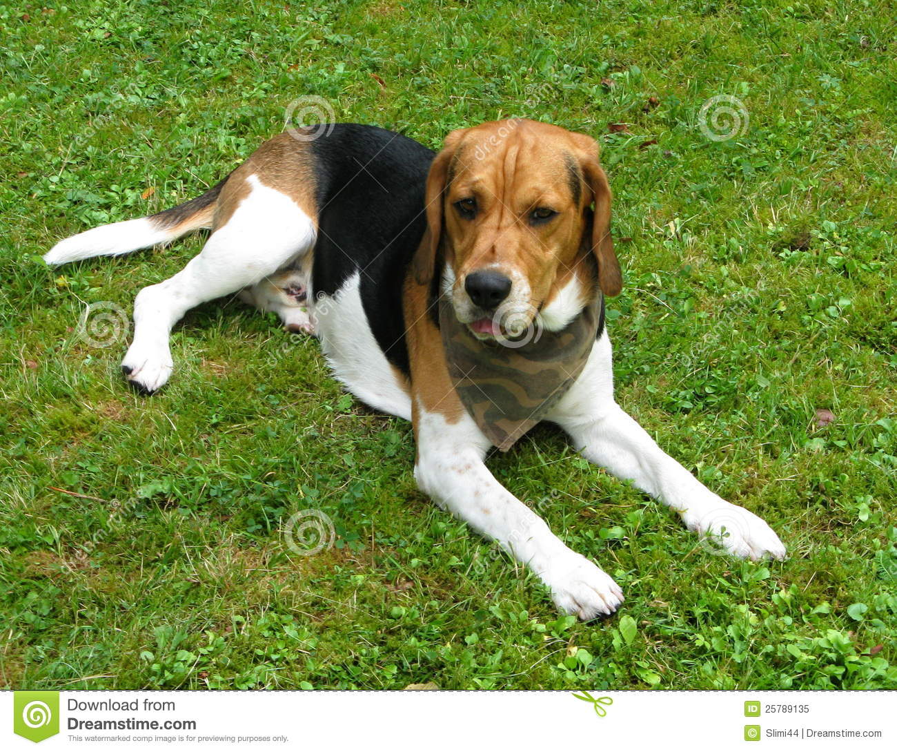 Beagle Dog Relaxing In Garden