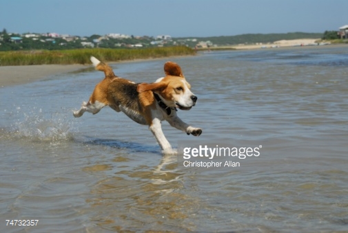 Beagle Dog Running In Water