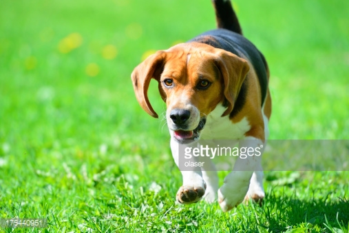 Beagle Dog Running On Grass