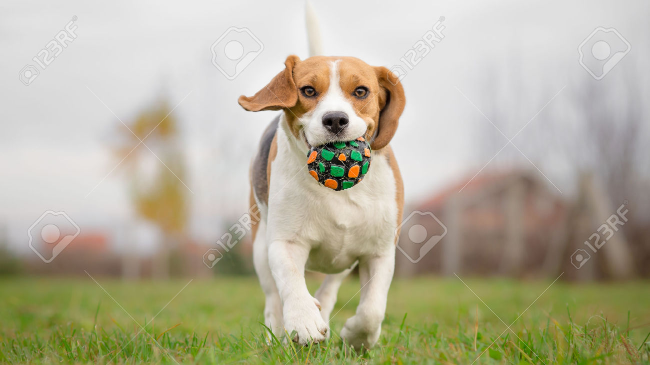 Beagle Dog Running With Ball
