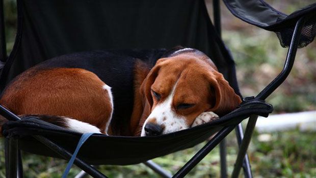 Beagle Dog Sleeping Picture