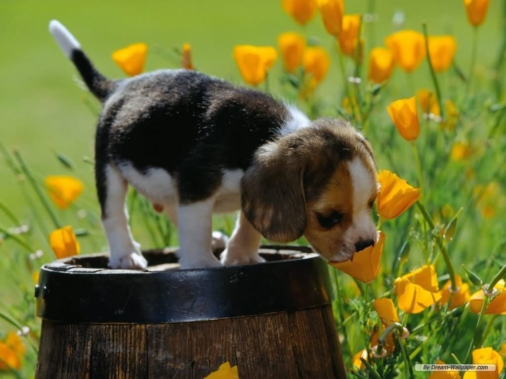 Beagle Dog Standing On Basket